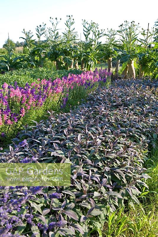 Salvia viridis 'Marble Arch' mix, Salvia officinalis, Salvia officinalis 'Icterina', Salvia officinalis 'Tricolor', Salvia officinalis Purpurascens and Cynara cardunculus covered to keep the stalkes tender for eating