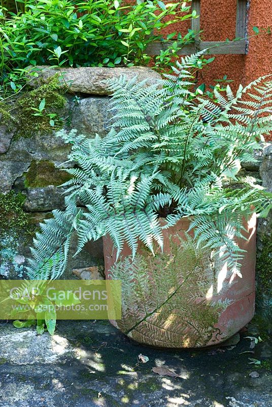 Athyrium niponicum var pictum