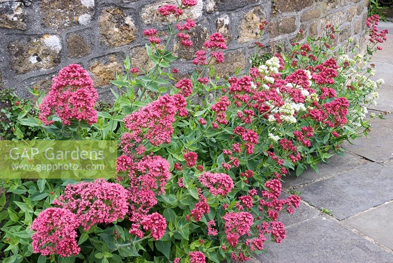 Centranthus ruber growing at base of wall
