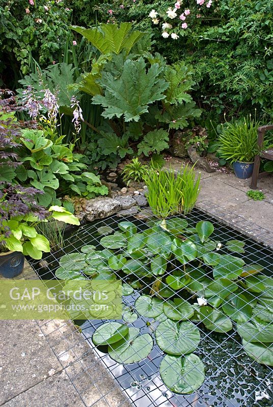Pond with Nymphaea surrounded by Gunnera manicata, Rosa 'Francesca' and Hosta, with grid for protection against Herons