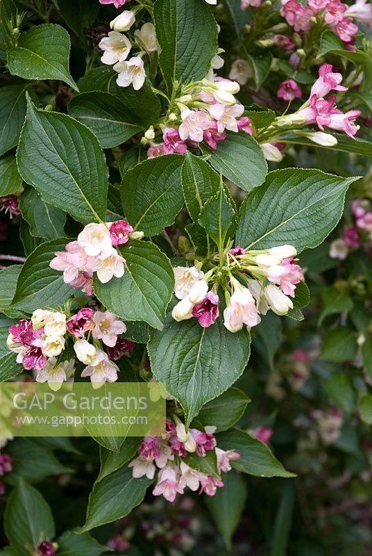 Weigela floribunda 'Abel Carriere'