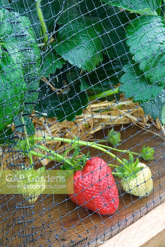 Strawberries growing under netting in raised wooden vegetable bed at RHS Hampton Court Flower Show