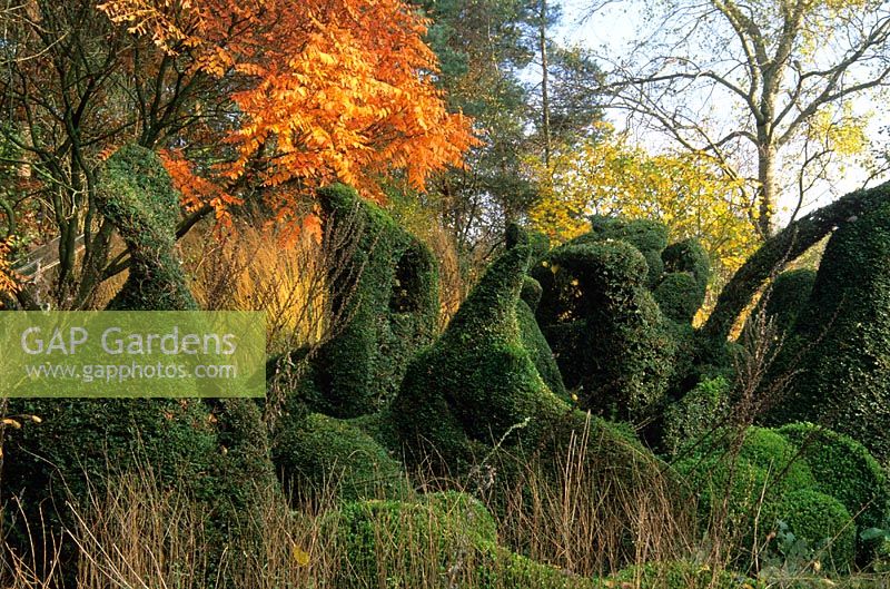 Sculptural Taxus and Buxus topiary inspired by Henry Moore and Koelreuteria paniculata with seedheads of perennials and grasses in autumn, at Priona Garden, Netherlands.