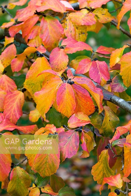 Parrotia persica foliage in autumn