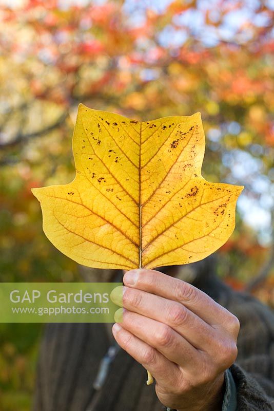 Man holding leaf from Liriodendron tulipifera - Tulip tree