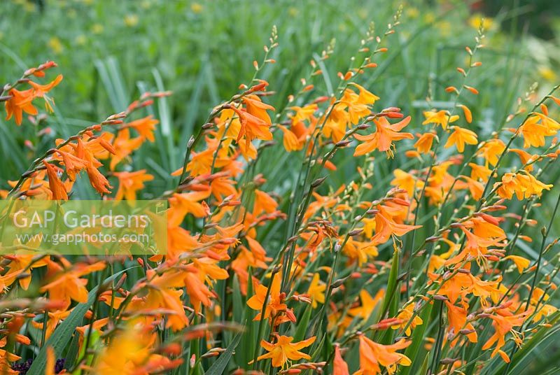 Crocosmia x crocosmiiflora 'Star of the East'