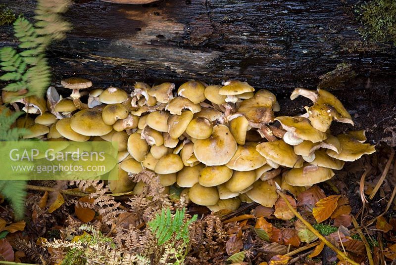 Amillarea Mellea - Group of edible honey fungus growing on a fallen dead tree