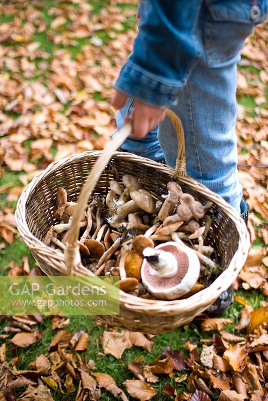 Girl carrying a basket of freshly harvested wild mushrooms