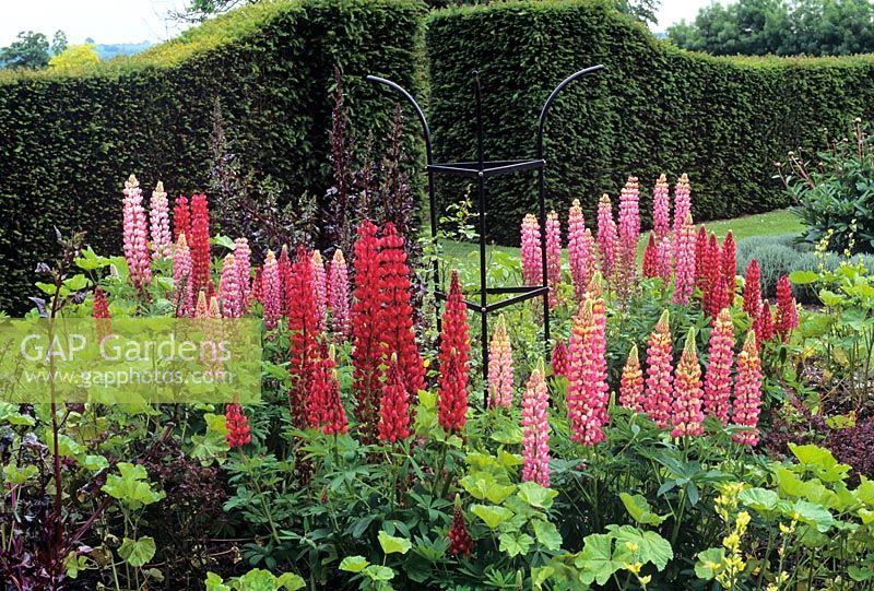 Lupins - Jenkyn Place Gardens, Hampshire