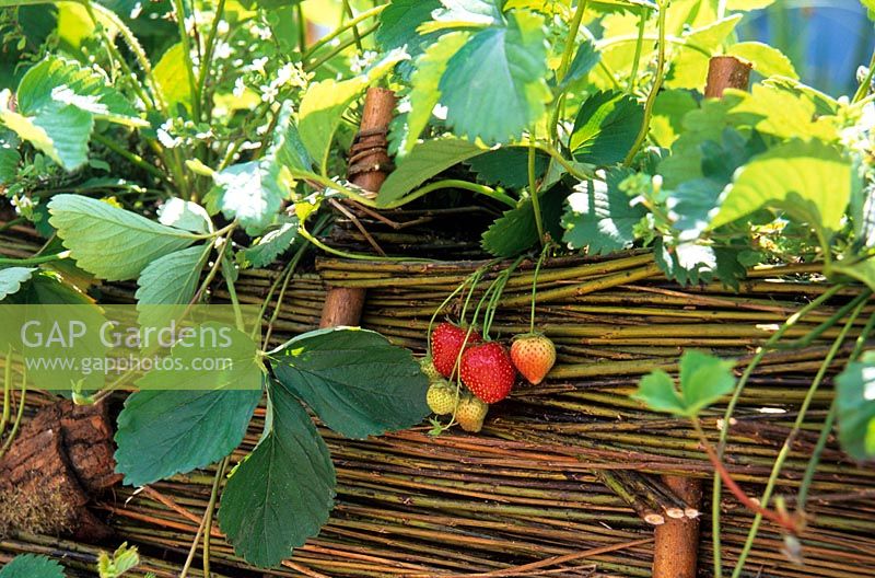 Fragaria - Strawberry plants supported by a low willow hurdle in 'The Beehive' garden, RHS Hampton Court Flower Show
