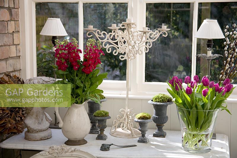 Table in a conservatory in spring with Stocks and Tulips in vases