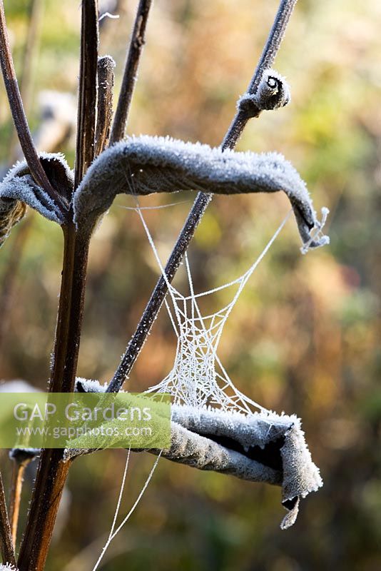Frosted plant with cobweb