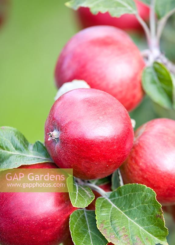 Malus - Rosy Red apples on tree at harvest time
