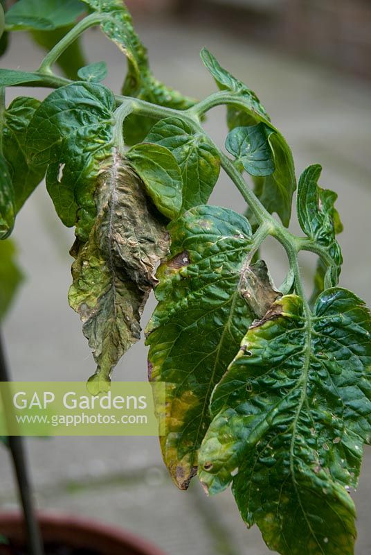 Cladosporium fulvum - Tomato leaf mould on tomato leaf