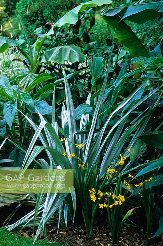 Tropical garden in August with Astelia chathamica 'Silver Spear'. Designed by Alan Titchmarsh at Barleywood, Hampshire.