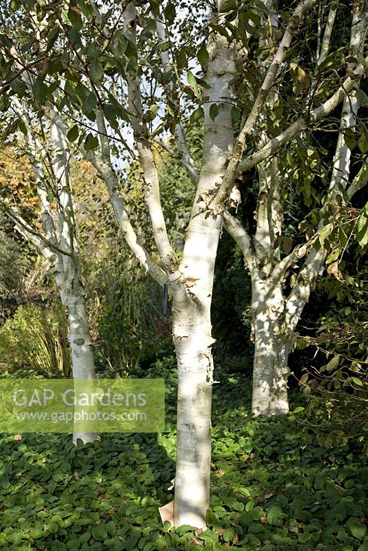 Betula utilias var. jacquemontii with white bark in winter