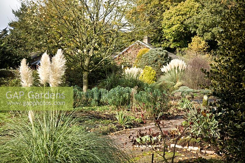 Autumn beds with mature trees and shrubs, striking plumes of Cortaderia - Dorothy Clive Garden Staffordshire NGS 