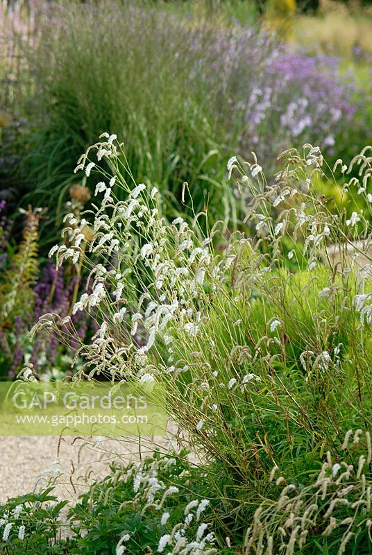 Sanguisorba tenuifolia alba - The Italian Gardens at Trentham 