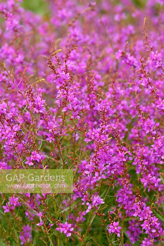 Lythrum virgatum at The Italian Gardens at Trentham 