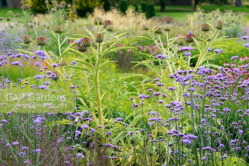 Mixed perennials and ornamental grasses including Cynara cardunculus and Verbena bonariensis - The Italian Garden at Trentham, designed by Tom Stuart-Smith
