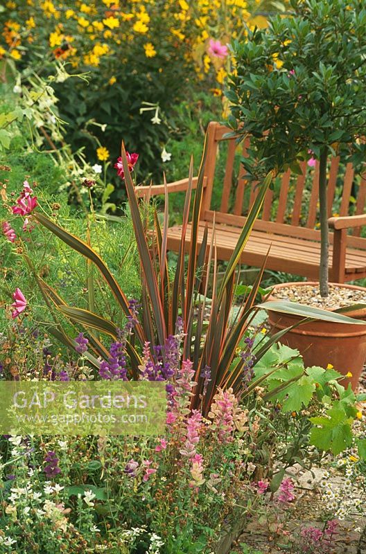 Wooden bench in garden with Laurus nobilis - bay tree in pot and mixed borders with Phormium