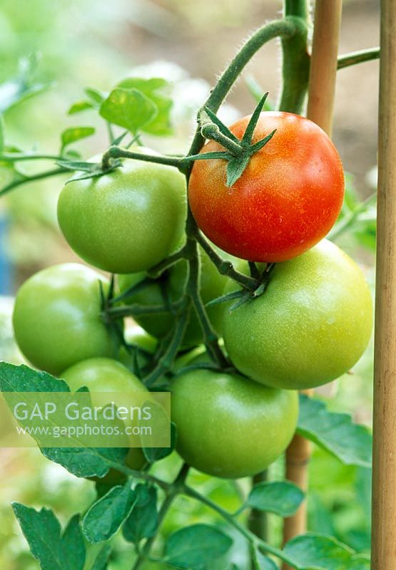 Tomatoes ripening on vine