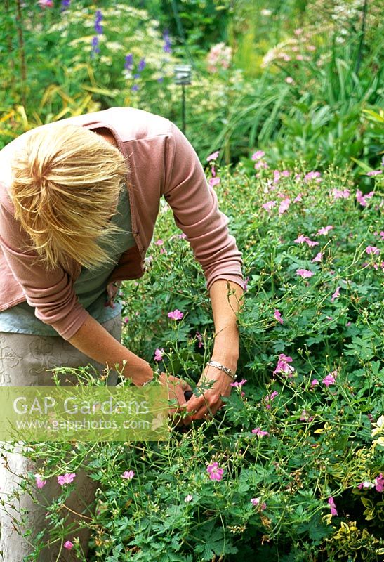 Woman deadheading Geraniums