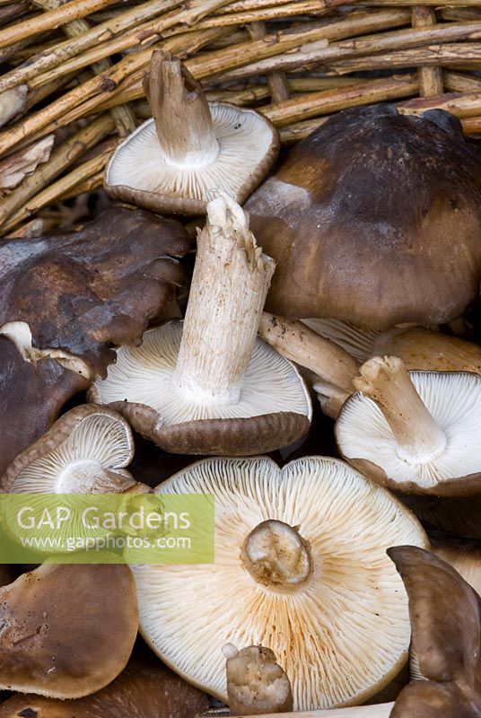 Freshly harvested edible wild mushrooms in a basket. Fried chicken mushrooms - Lyophyllum decastes, Brauner Rasling, Chicken Mushroom, Clustered Domecap, Lyophille en touffes, Tricolome agrégé