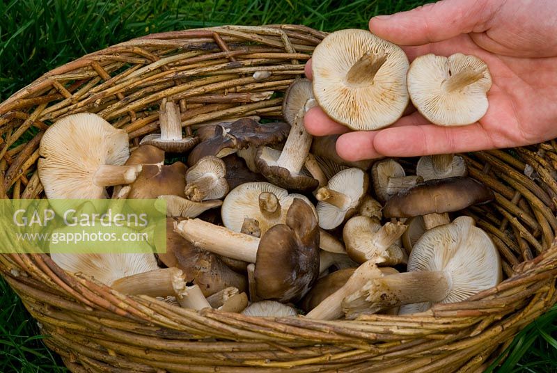 Hand placing freshly harvested edible wild mushrooms in a basket. Fried chicken mushrooms - Lyophyllum decastes, Brauner Rasling, Chicken Mushroom, Clustered Domecap, Lyophille en touffes, Tricolome agrégé