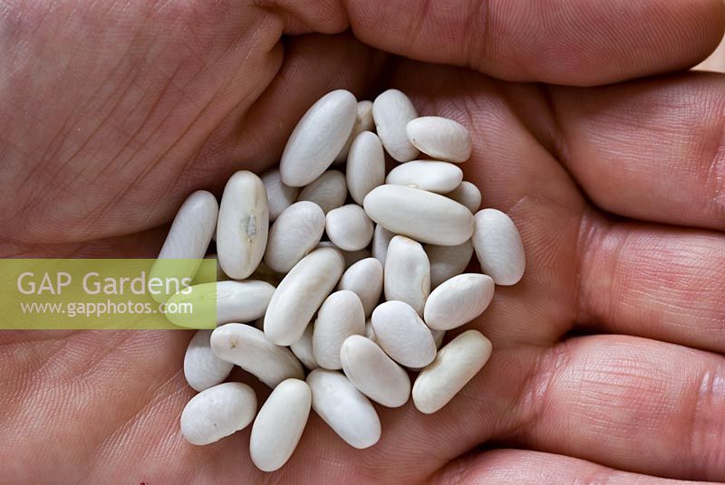 Haricot beans or french bean seed held in the palm of a hand