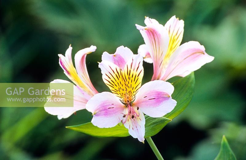 Alstroemeria 'Serenade'