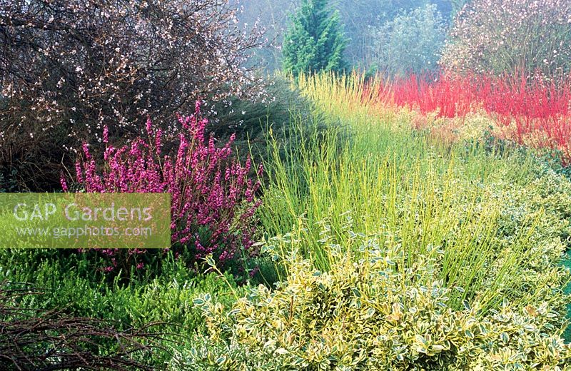 Cornus stolonifera 'Flaviramea', Euonymus japonicus 'Silver Queen' and Daphne mezereum - The winter garden at Cambridge Botanic Garden