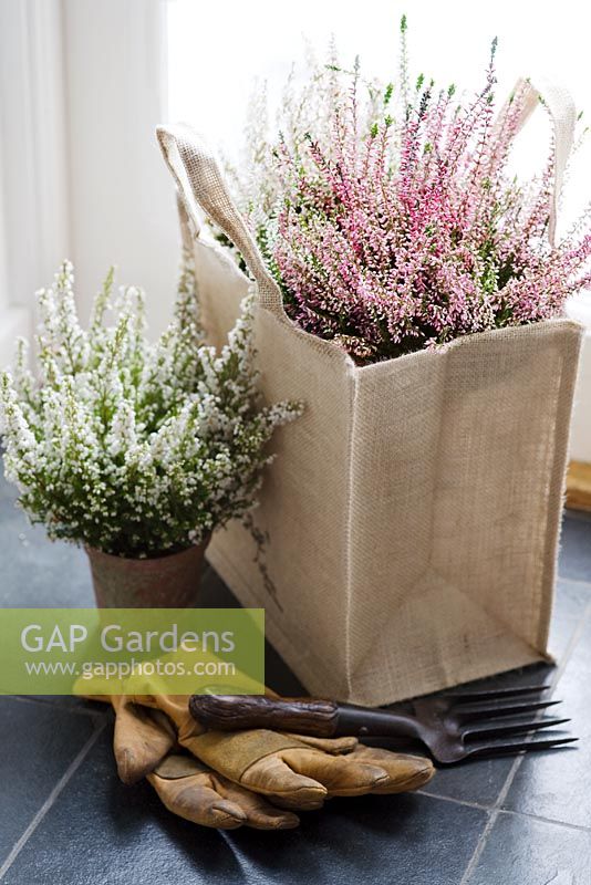 Pink Calluna vulgaris 'Quintet' and white Calluna vulgaris in hessian bag with hand fork and leather gardening gloves