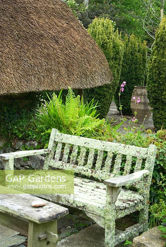 Lichen encrusted wooden bench with Thatched Garden beyond featuring fastigiate yews, Taxus baccata Aurea Group, around large pithoi - Caervallack Farm, St Martin, Helston, Cornwall, UK