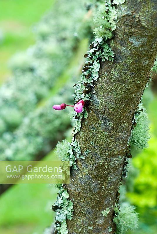 Cercis siliquastrum - Judas tree trunks encrusted with lichen