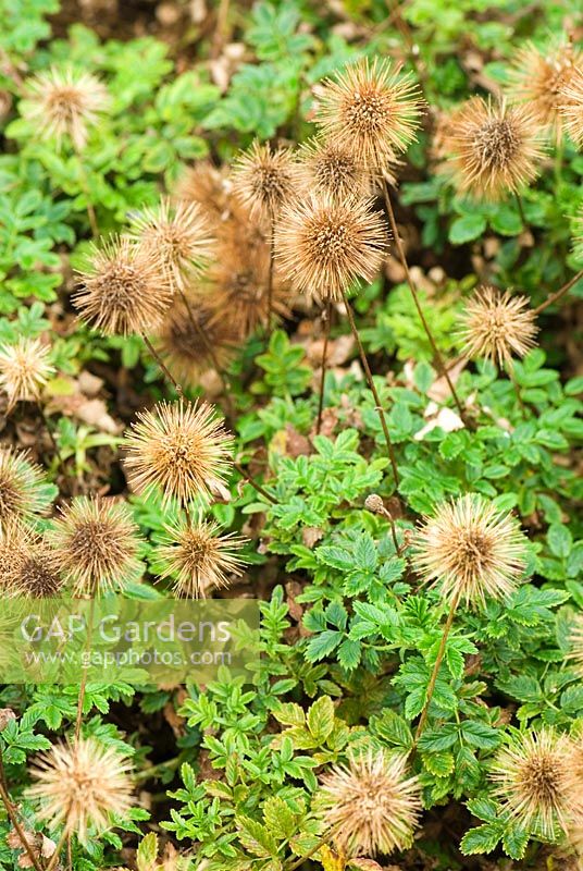 Acaena microphylla 'Kupferteppich' with spikey brown seedheads - Sir Harold Hillier Gardens/Hampshire County Council, Romsey, Hampshire