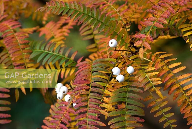 Sorbus koehneana