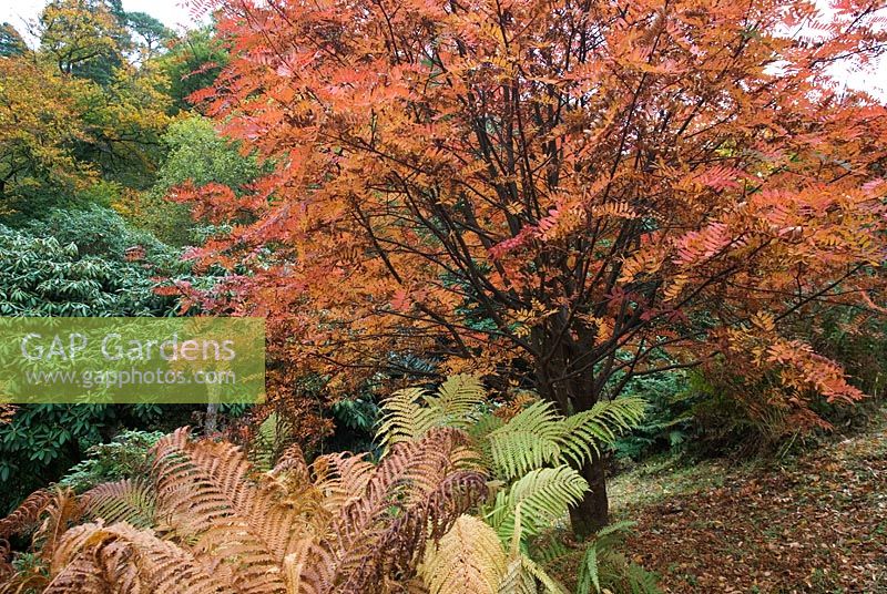 Sorbus at Dawyck Botanic Garden, Peebleshire, Scotland