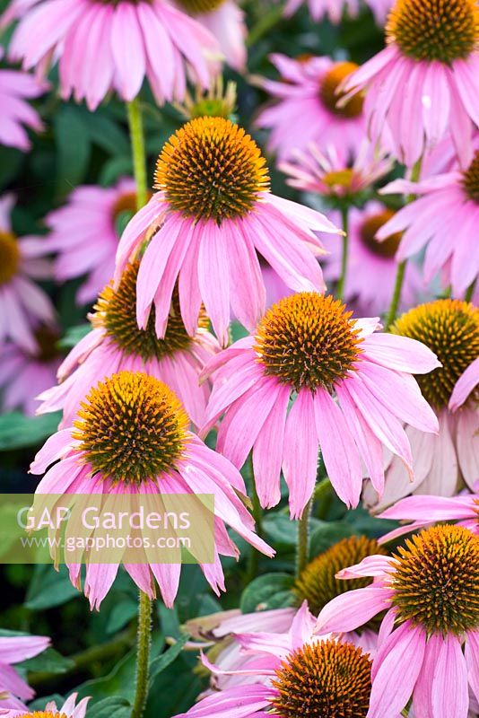 Echinacea purpurea 'Kim's Knee High'