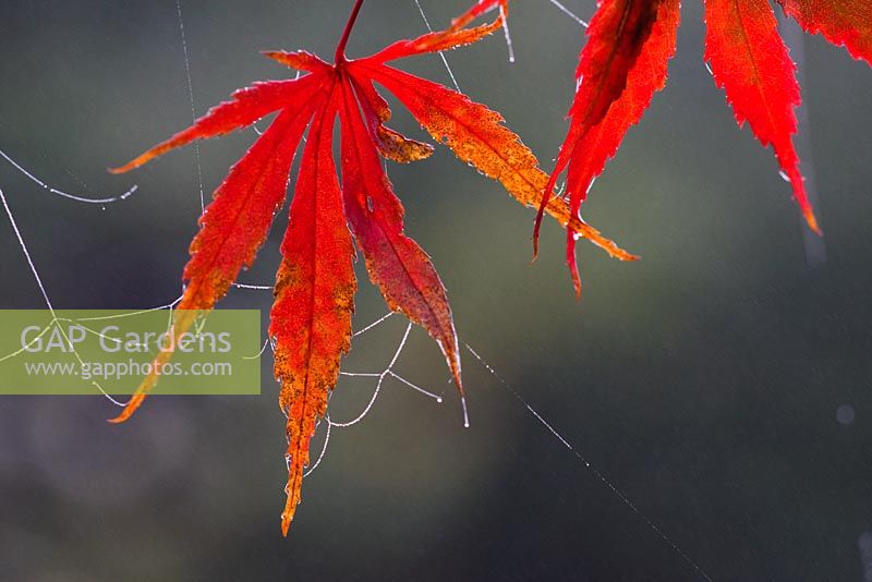 Acer palmatum 'Suminagashi' with cobwebs 