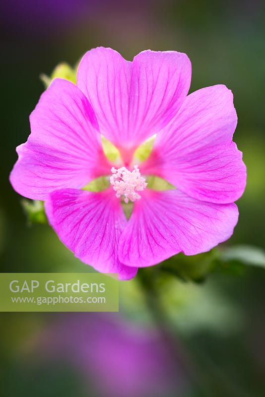 Lavatera cachemiriana