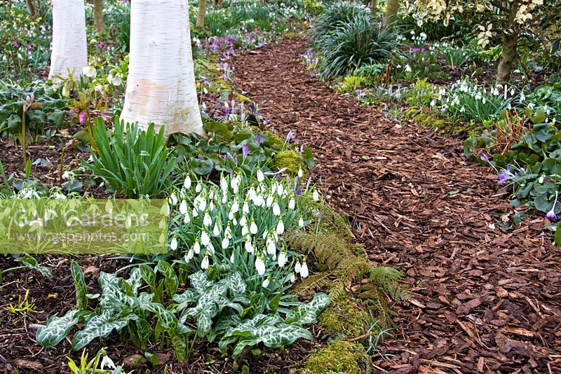 Snowdrops and birch trees in the woodland garden at Dial Park, Worcestershire