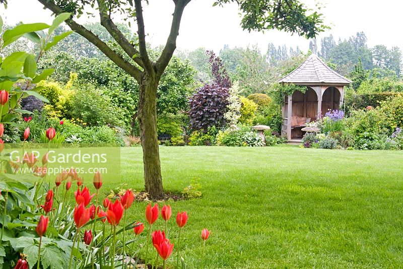 Tulipa sprengeri and the gazebo in the garden at Dial Park, Worcestershire, in May