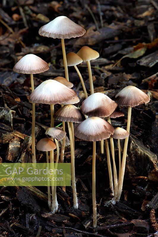 A group of Mycena filopes found in mixed woodland growing out of buried twigs and charred wood chippings.