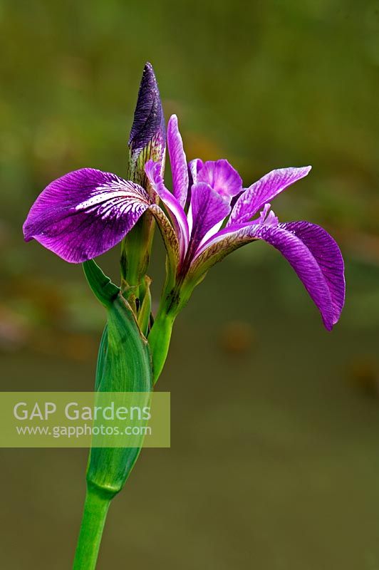 Iris sibirica - Enjoys a location on the margins of lake or pond, but dislikes water-logging