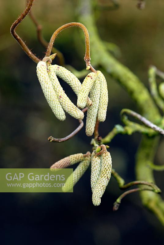 Corylus avellana - The Common Hazel, Cobnut in East Sussex garden - The male catkins of this plant hang in clusters from late winter to early spring.