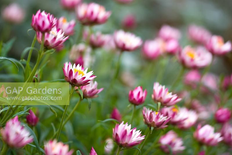 Bracteantha bicolour 'White Rose' in late summer