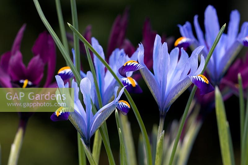 Iris reticulata 'Hercules' in front of Iris histroides 'George'