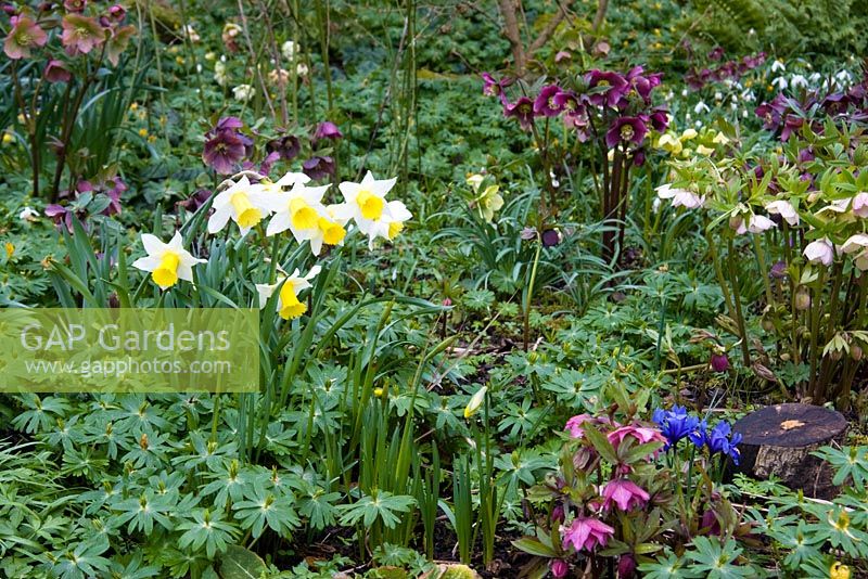 Narcissus, Helleborus and Galanthus at Dial Park, Worcestershire
