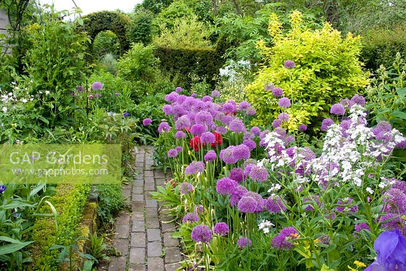 Alliums including Allium hollandicum in early summer at Dial Park in Worcestershire